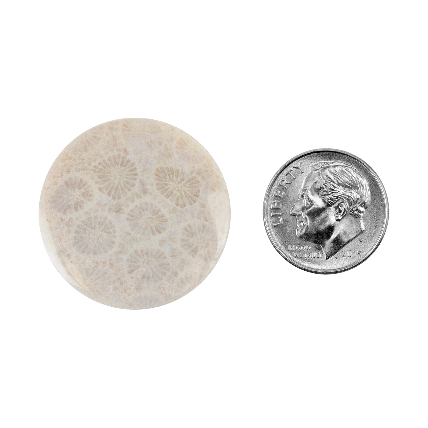 Fossilized Coral - Round Cabochon 26mm - Pkg/1 with dime