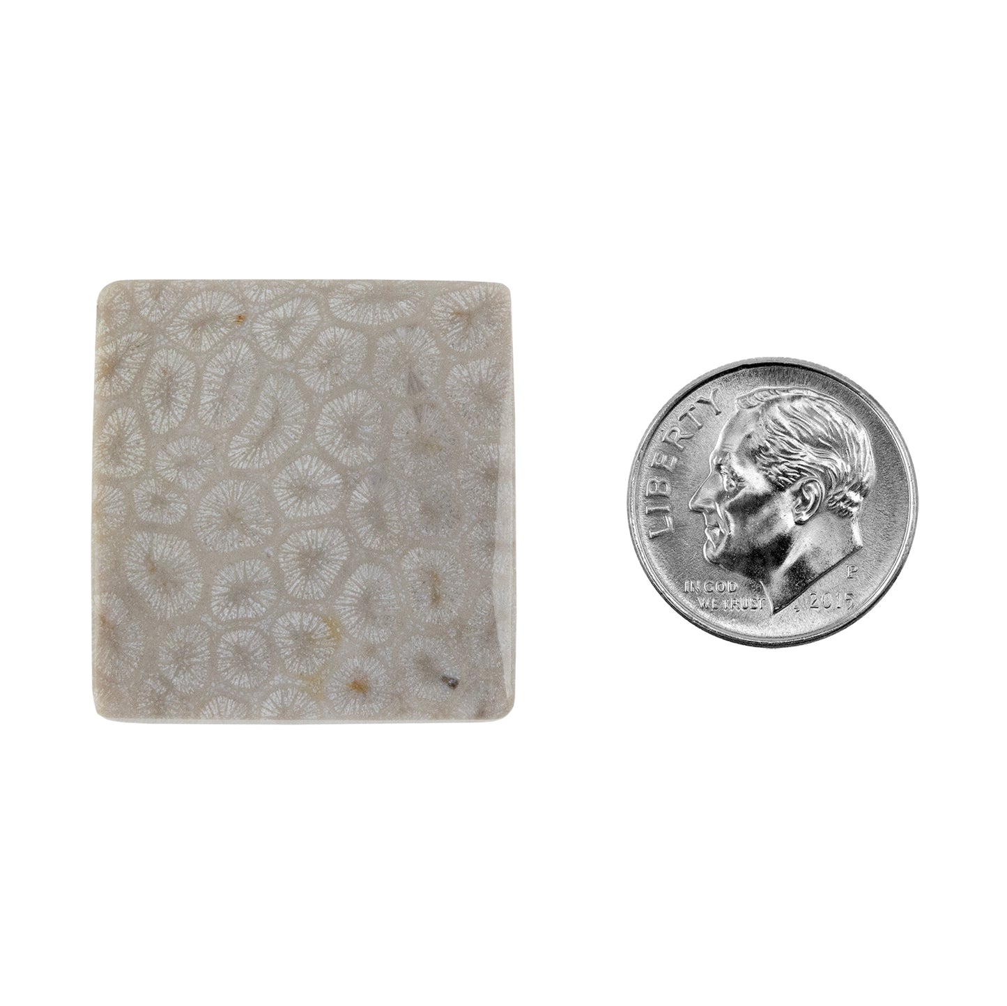 Fossilized Coral - Square Cabochon 26mm - Pkg/1 with dime