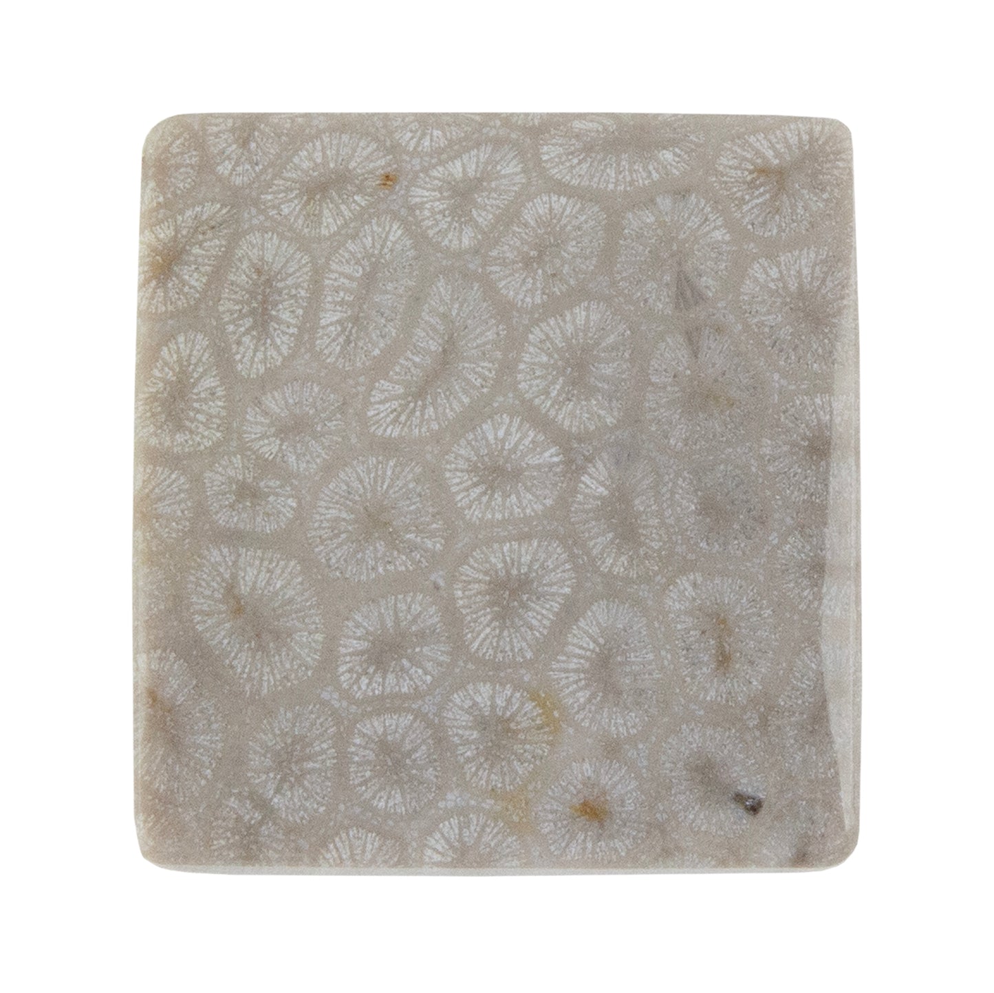 Fossilized Coral - Square Cabochon 26mm - Pkg/1