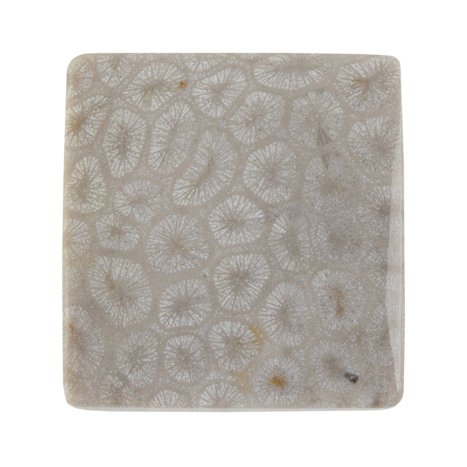 Fossilized Coral - Square Cabochon 26mm - Pkg/1
