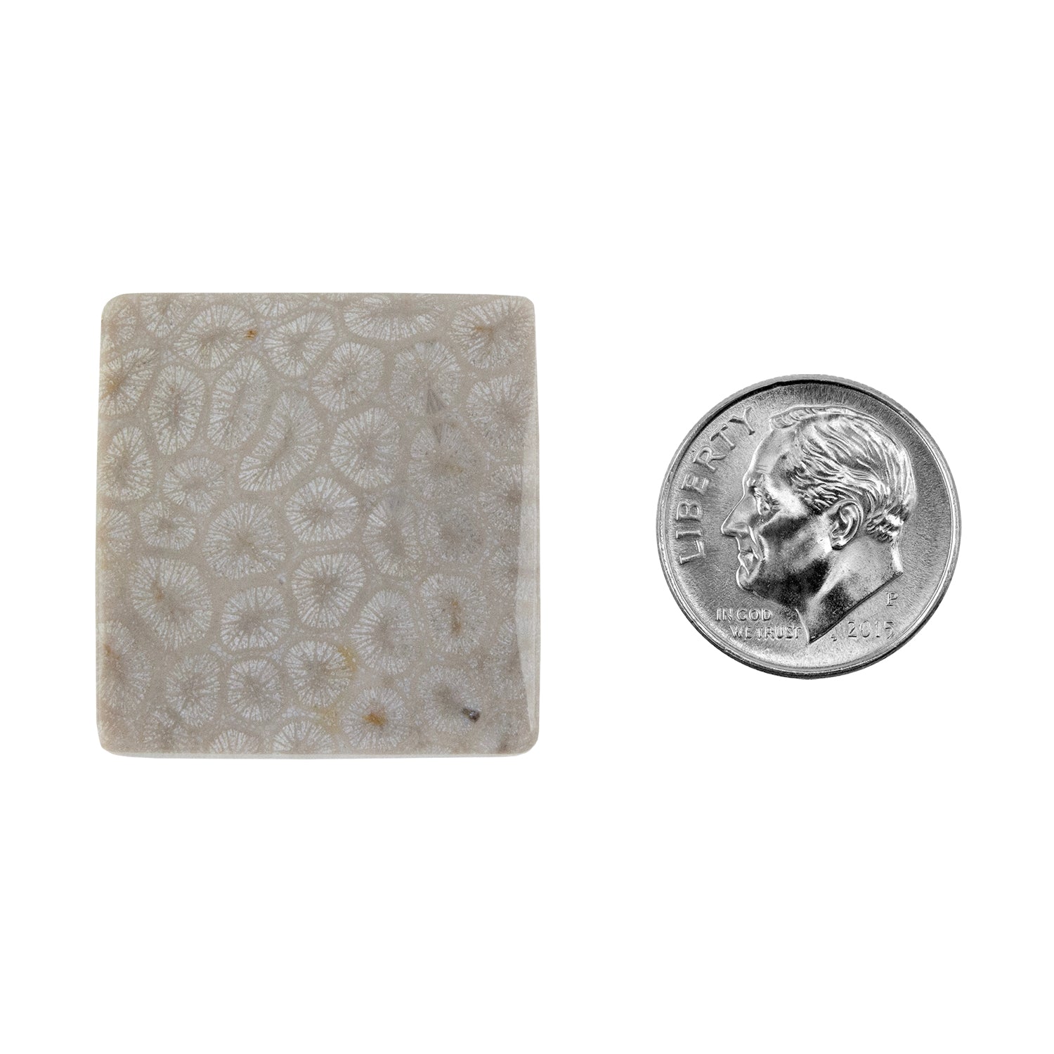 Fossilized Coral - Square Cabochon 26mm - Pkg/1 with dime