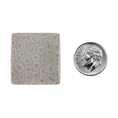 Fossilized Coral - Square Cabochon 26mm - Pkg/1 with dime