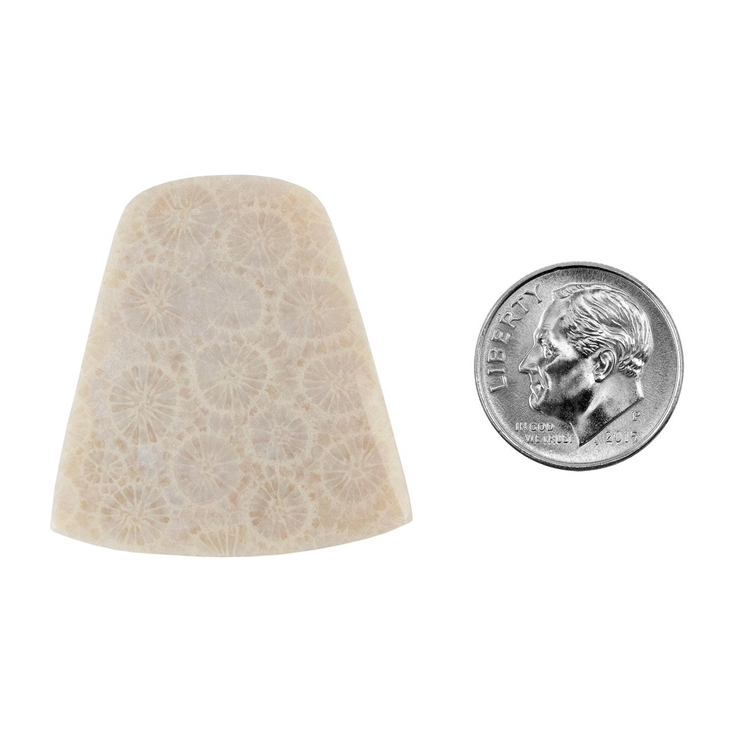 Fossilized Coral - Freeform Cabochon 31mm x 29mm - Pkg/1 with dime