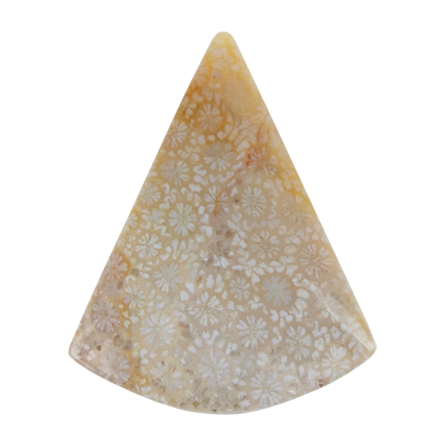 Fossilized Coral - Freeform Cabochon 39mm x 31mm - Pkg/1