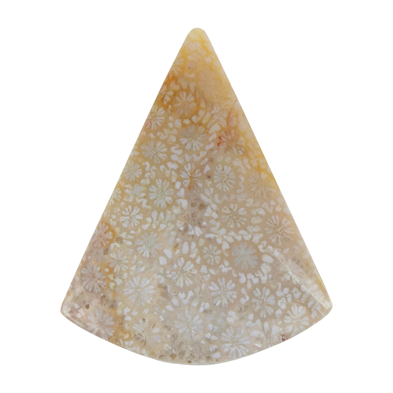 Fossilized Coral - Freeform Cabochon 39mm x 31mm - Pkg/1