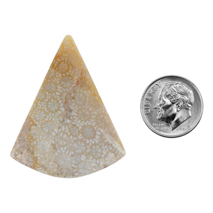Fossilized Coral - Freeform Cabochon 39mm x 31mm - Pkg/1 with dime