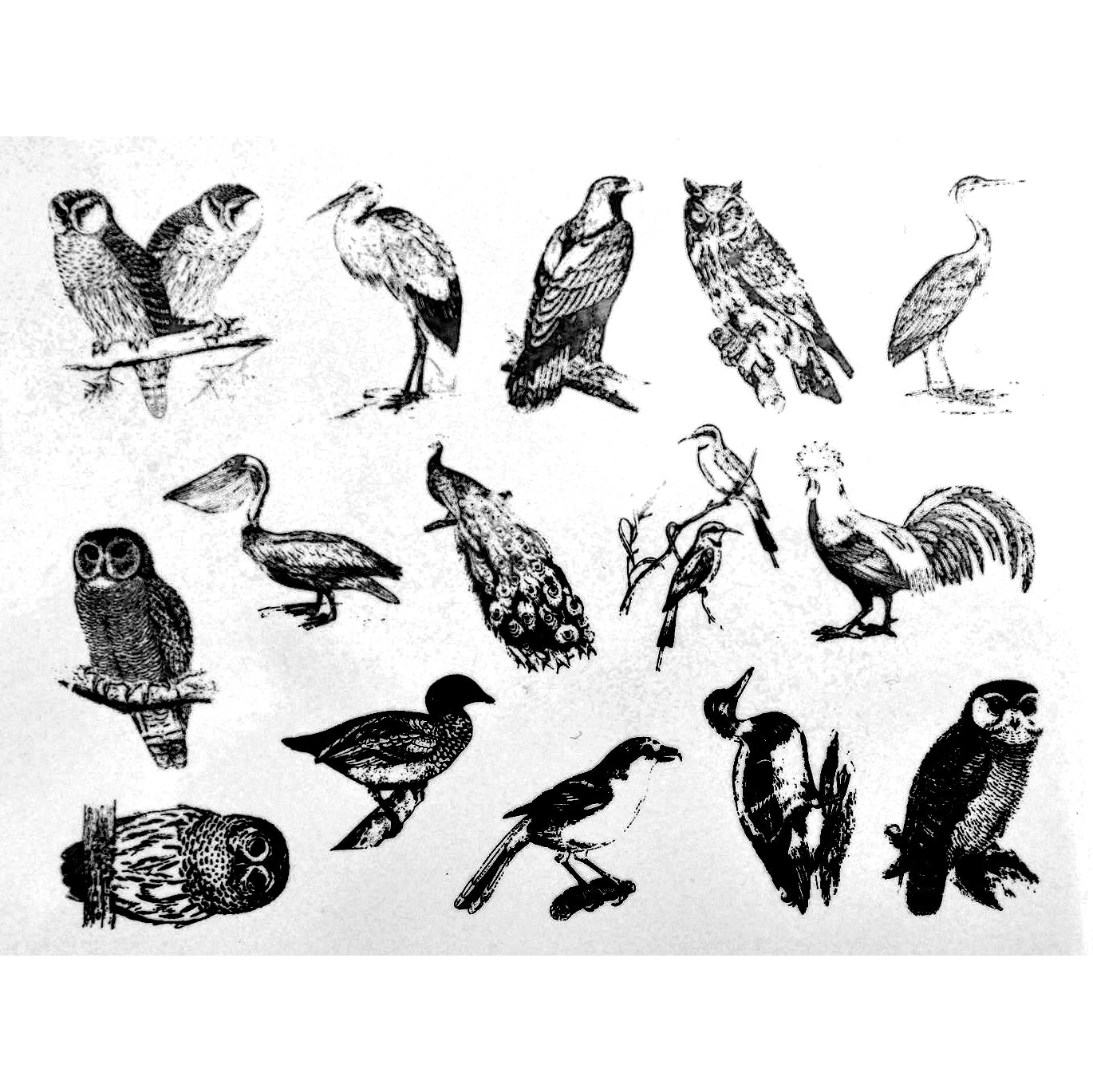 Enamel, Ceramic & Glass Decals - Mixed Birds black