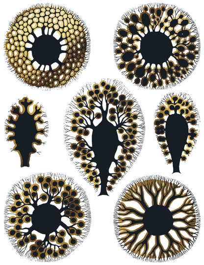Enamel, Ceramic & Glass Decals - Two Color Sea Anemones black copper