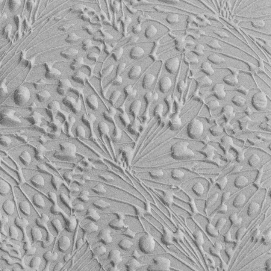 Texture Tile - Butterfly Wings Embossed sample rolled into clay