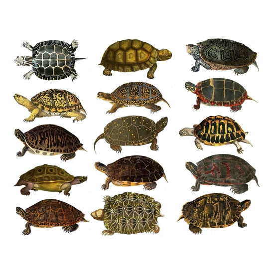 Enamel, Ceramic & Glass Decals - Colorful Land Turtles – Cool Tools