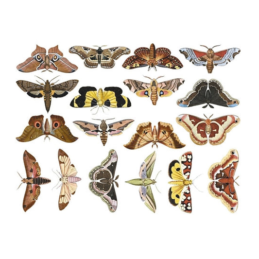 Enamel, Ceramic & Glass Decals - Colorful Moths #1 The Colorful Moths #1 sheet has 18 finely-detailed illustrations of colorful moths.