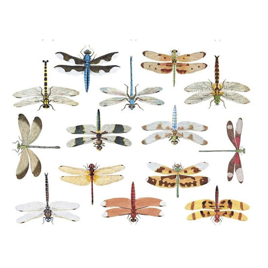 Enamel, Ceramic & Glass Decals - Colorful Dragonflies The Colorful Dragonflies sheet has 14 finely-detailed illustrations of colorful Dragonflies.