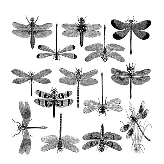 Enamel, Ceramic & Glass Decals - Dragonflies The Dragonfly sheet has 14 finely detailed dragonflies. These decals are available in 4 colors: black, gold luster, silver luster and copper luster.