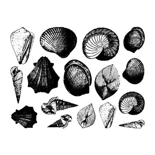 Enamel, Ceramic & Glass Decals - Seashell The Seashell sheet has 15 finely detailed seashell decals. These decals are available in 4 colors: black, gold luster, silver luster and copper luster.